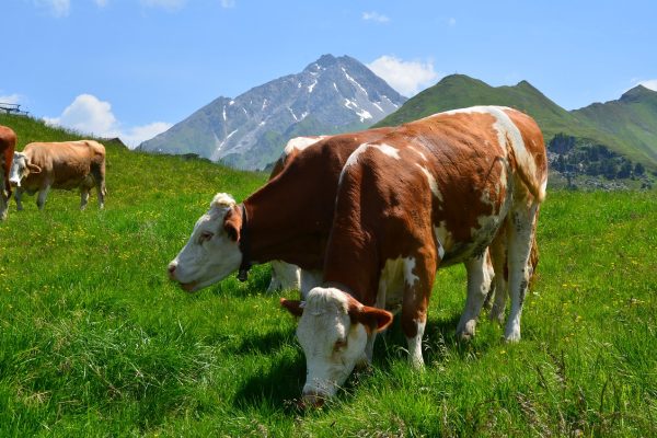 Молоко без коров: Фантастика или новая реальность?