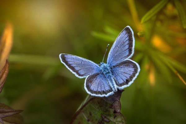 Геномы бабочек практически не изменились за 250 млн лет эволюции